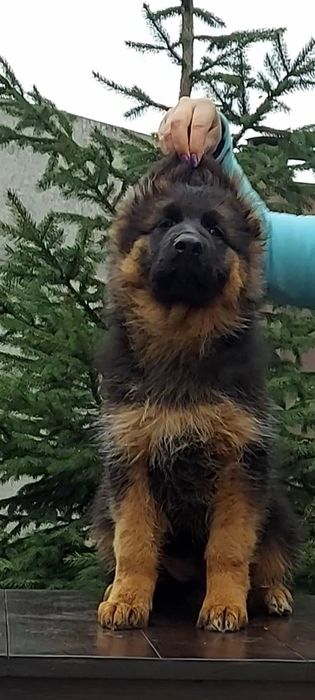 Єлітна дівчинка німецької вівчарки