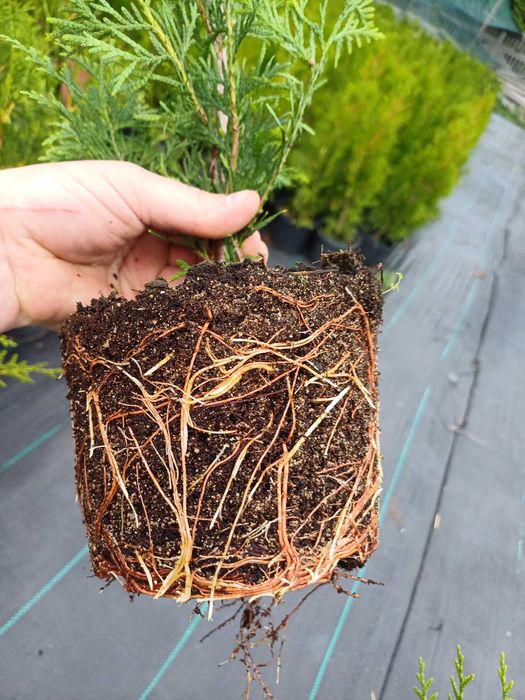 Tuja Thuja szmaragd 50-100cm, świerk srebrny, Ziemia do roślin