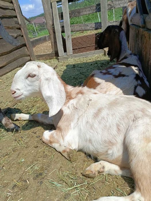 Коза нубийская 100%