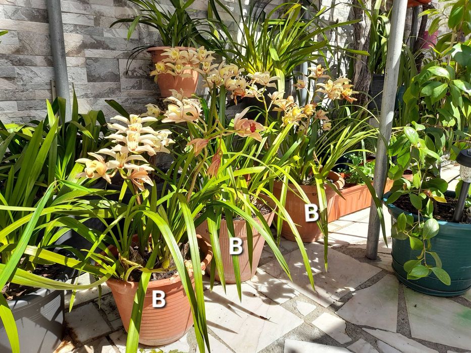 Orquídeas Lindas de várias cores