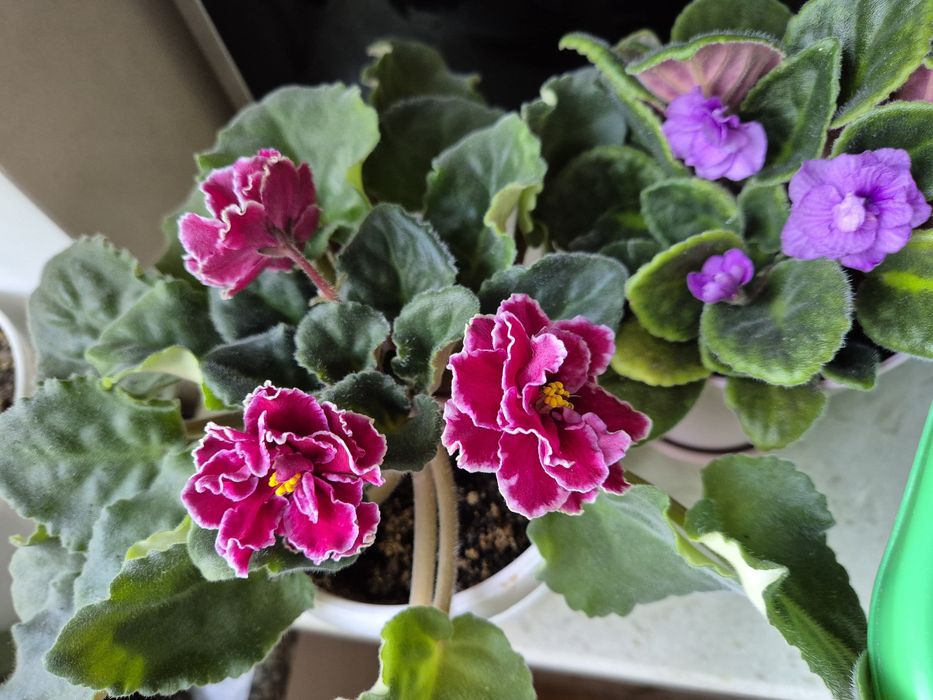 Фіалки махові та звичайні