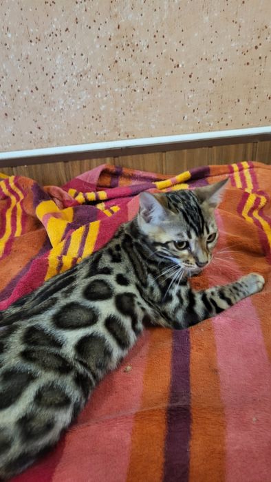Бенгальский мальчик
