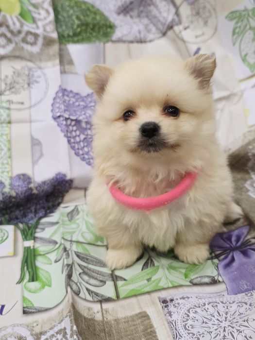 Spitz alemao menina linda