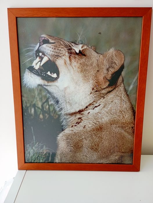Quadro Foto Real de Leoa