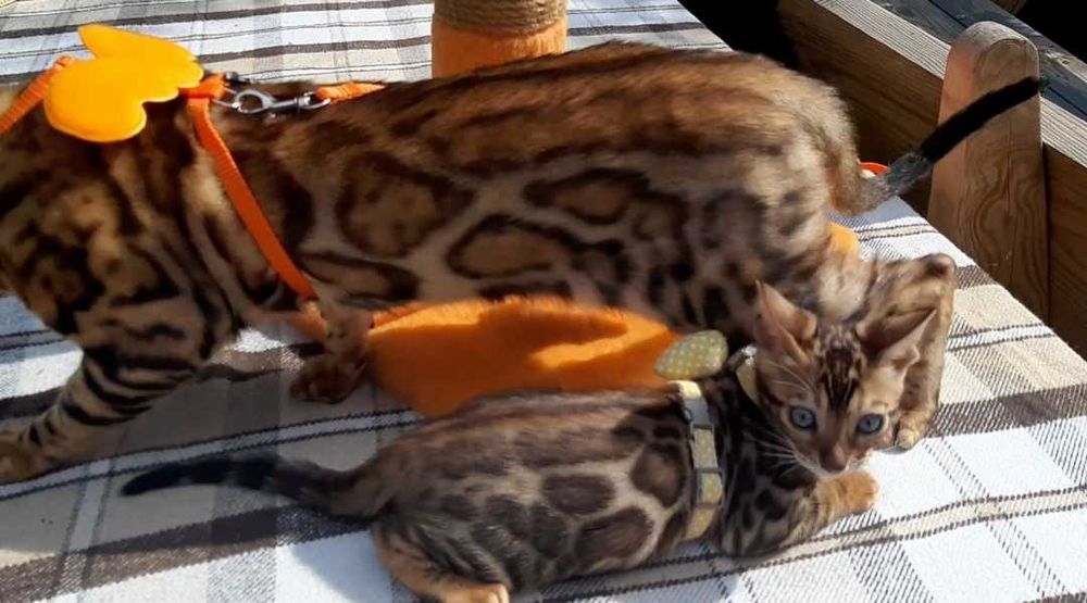 Елітний бенгальський хлопчик, весь в  татка! Велика 3D розетка