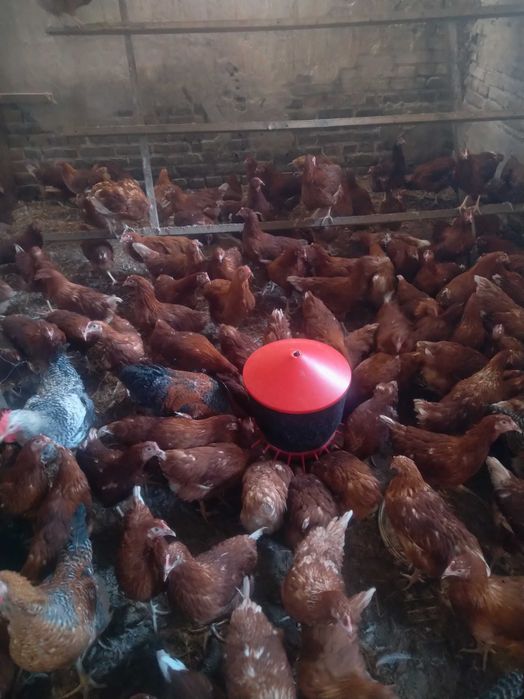 Młode kury nioski ROSSA MESSA LEGHORN