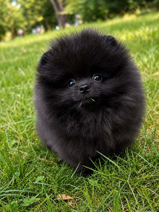Czarny piekny szpic mini pomeranian bardzo mądry chłopiec