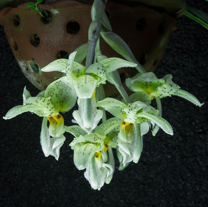 Orquídea melrinho de cera