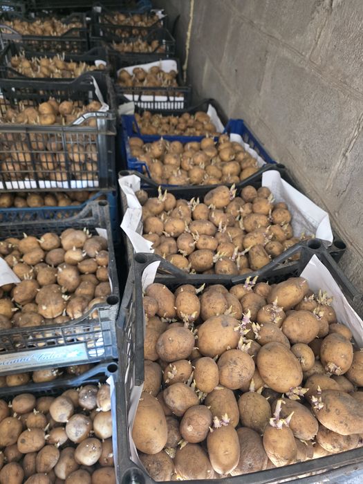 Продам посадкову картоплю "Рів'єра"