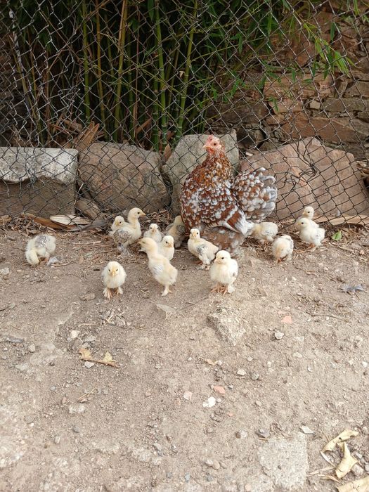 Pintos pequins variedade de cor