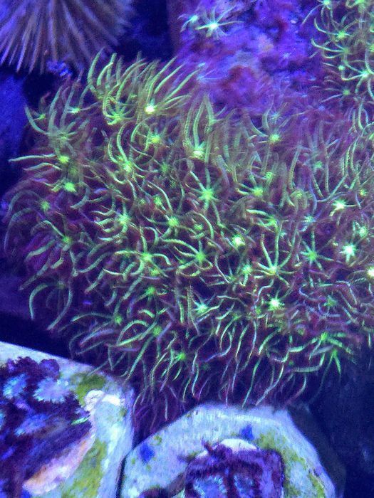 Trawka Pachyclavularia koral mieki obrastajacy  FLUOLAMPS.PL WYSYŁKI