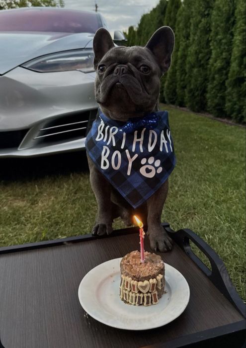 Шукаємо дівчинку французика для вʼязки