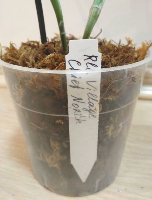 Орхидея каттлея, Азия