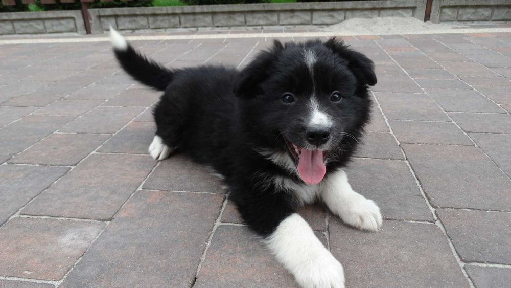 Border collie śliczna czarno biała suczka