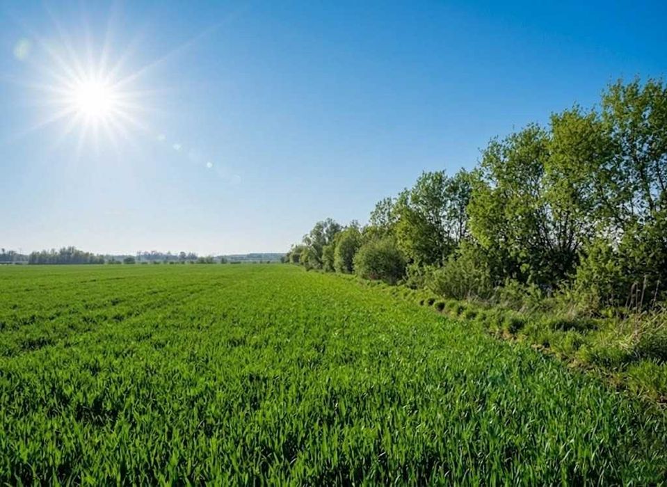 Продаж земельної ділянки 10 соток - ОСГ. Біля лісу. с.Оліївка. ID:747