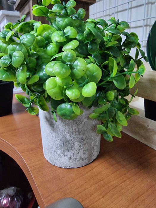 Sztuczny Bukszpan gipsowej doniczce jak żywy sztuczne bukszpany kwiaty