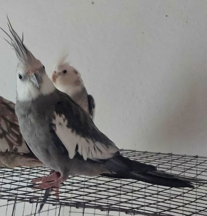 Caturras malhadas arlequim e face-branca