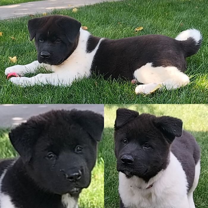 Акіти Американські