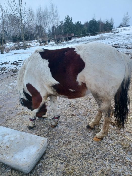 Sprzedam konia ogiera