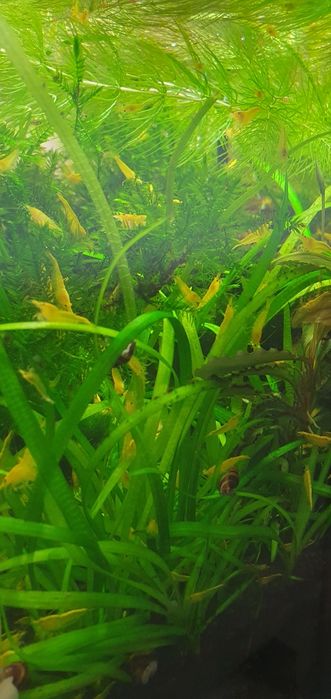 Krewetki yellow z pasem neonowm do akwarium pakiet 50szt