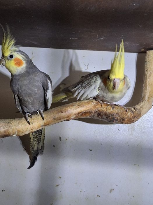 Papugi nimfy papuga nimfa