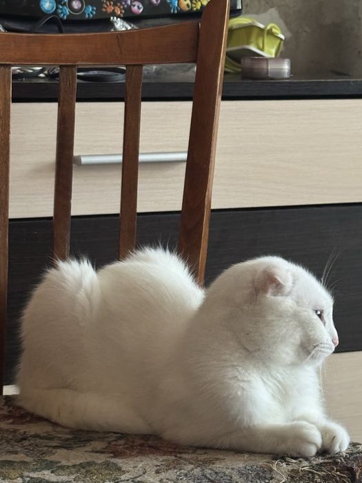 Кішка вислоухая біла