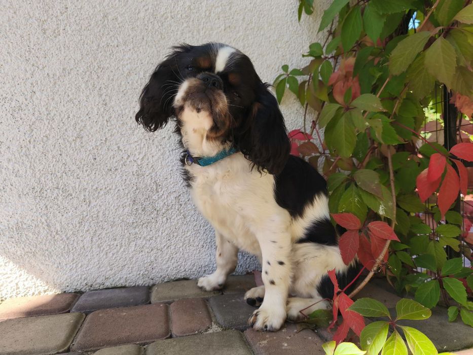 Чарльз Кинг  Спаниель мальчик