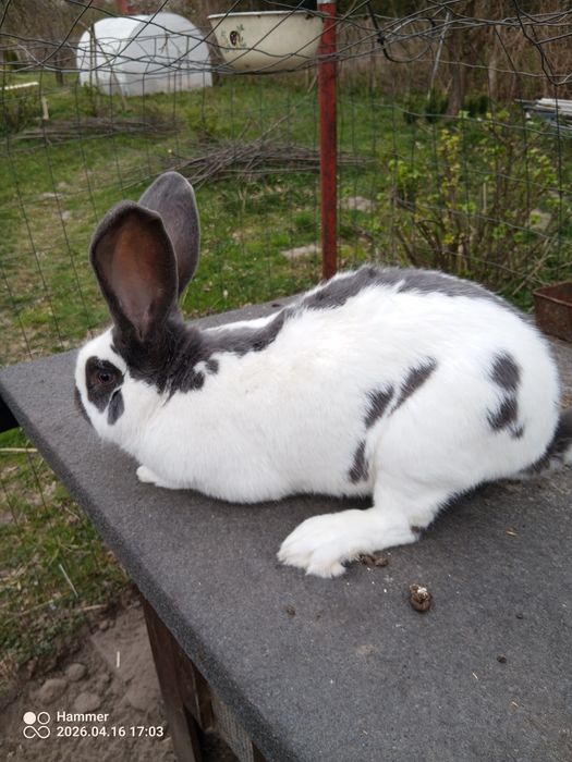 Sprzedam królika samca srokacza niebieskiego