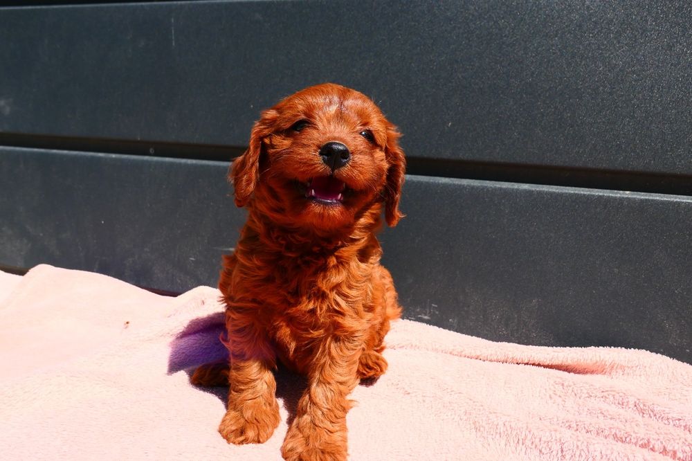 Cudna dziewczynka Cavapoo