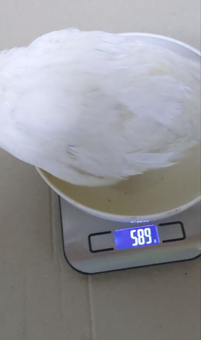 Техаский перепел важка лінія ( Європа) читайте опис