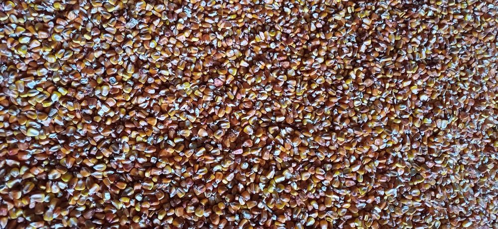 Кукуруза  Пшеница озимая  ячмень 9грн/кгрн солома ячка пшенична