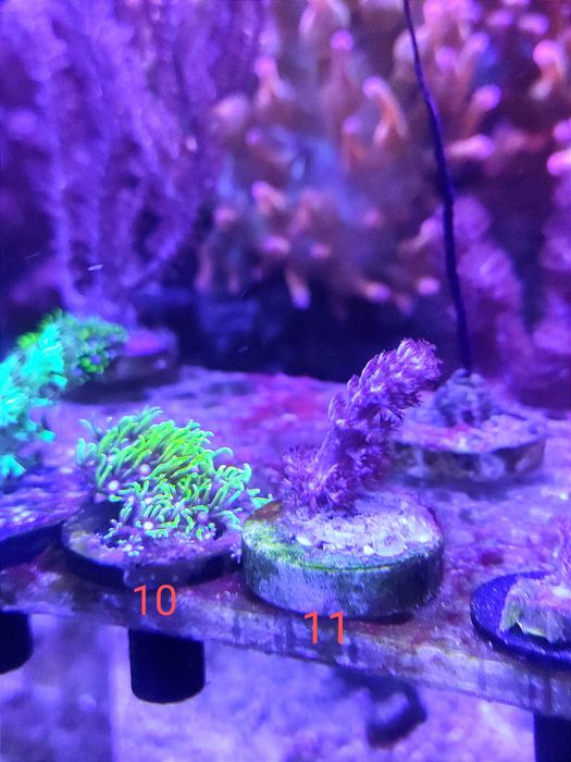 Vários frags fácil manutenção (Kenya tree, GSP, Sinularias) faço envios
