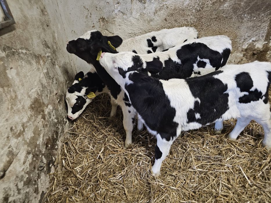 Sprzedam 3 cielaki byczki