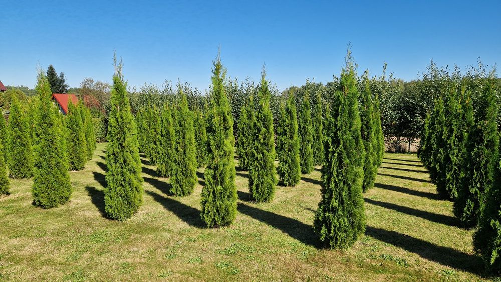 Tuja szmaragd z gruntu 2-2.5m Piękne zdrowe