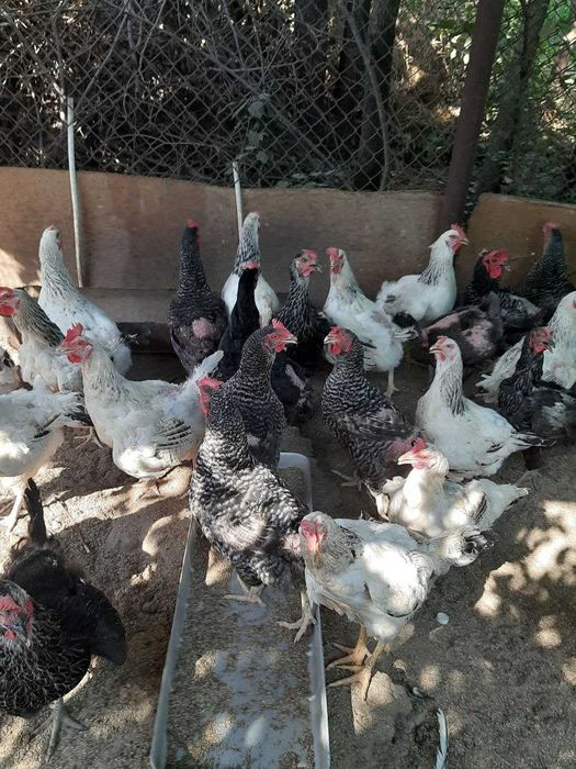 Курочка Доминант 1 год