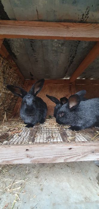 Кролики полтавське срібло!!!