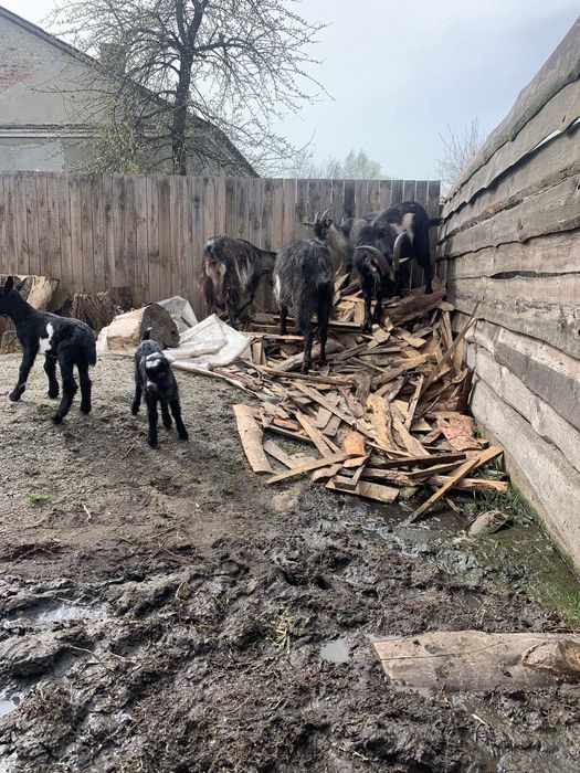 Продам кози ціна договорна