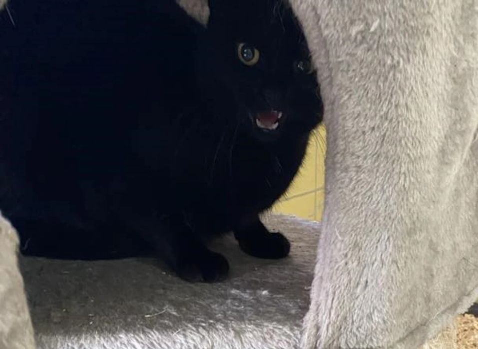 Czarna kotka Gryzelda do adopcji!