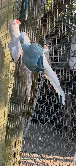 Ring nechs adultos varias cores e mutacoes