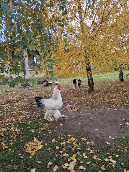 Півень , когут , брама.