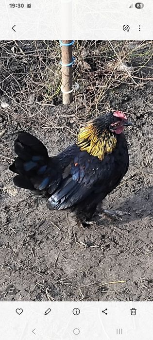 Продам півників Бентамок.