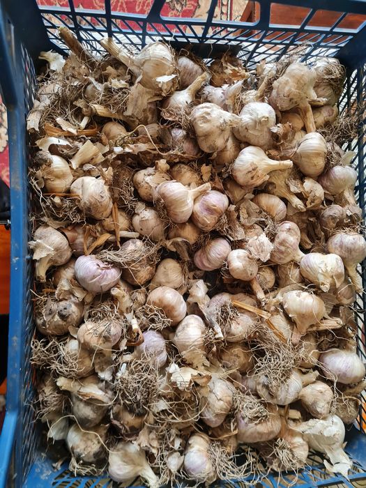 Часник зимовий  не сухий