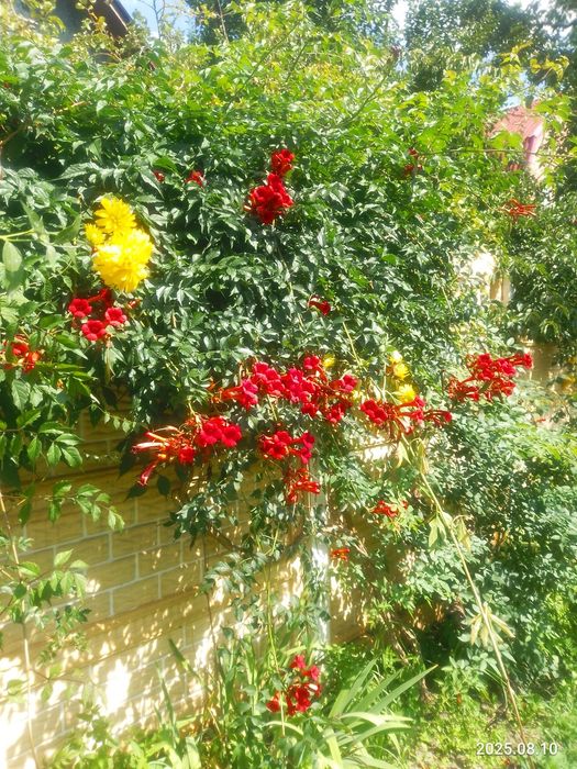 Ліана кампсіс червона багаторічна