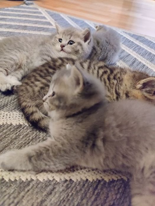 Британські кошенята