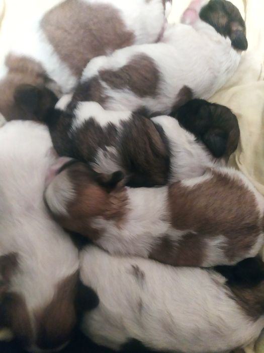 Щеночки бело золотого ши тцу