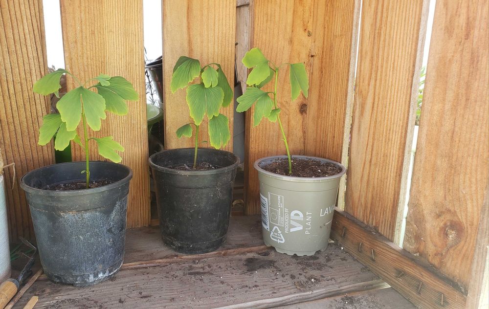 Árvores Ginkgo Biloba