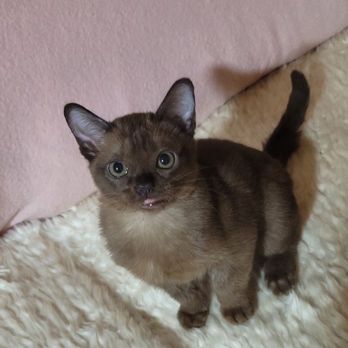 Бурма американская