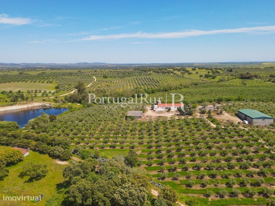 Herdade com 38 hectares com Olival em Produção com 2 Moradias