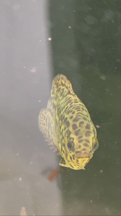 Varios peixes jumbos