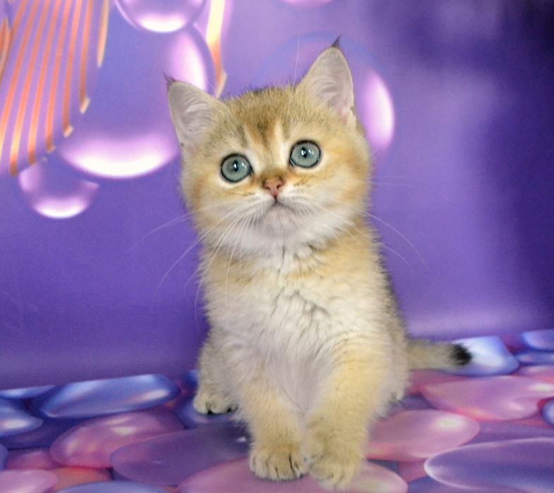 Золотая шиншила британские котята